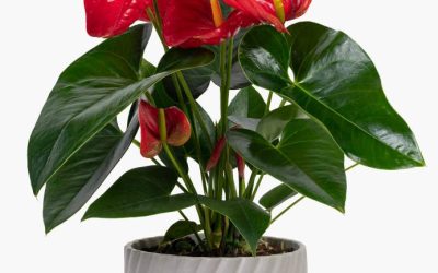 8. Getting to Know Plants Worksheet – Science